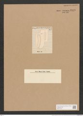 Achnanthes subsessilis Kuetz. (de-Toni-Nr.: Genus 43, Species 1925) Zeichnungen Sammlung Grunow Nr. 3825 (NHMW-BOT-W0371510)